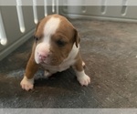 Small Photo #72 American Bully Puppy For Sale in REESEVILLE, WI, USA