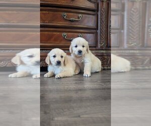 Golden Retriever Puppy for Sale in CITRUS HEIGHTS, California USA