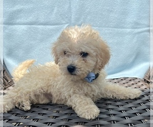 Poodle (Miniature) Puppy for sale in ANNISTON, AL, USA