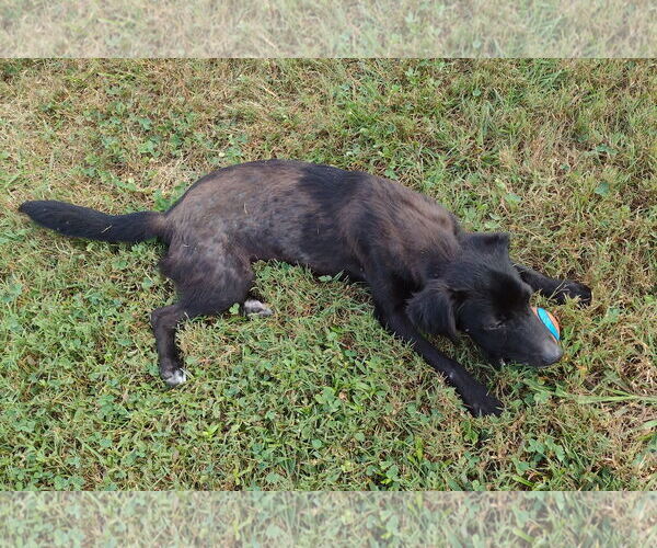 Medium Photo #5 Pomeagle Puppy For Sale in Cookeville, TN, USA