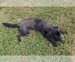 Small #4 Pomeagle