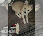 Small Photo #9 Pomsky Puppy For Sale in LOVELAND, CO, USA