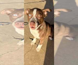 Huskies -Unknown Mix Dogs for adoption in Visalia, CA, USA