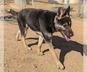 Sarge - - Male Australian Kelpie-German Shepherd Dog Mix Dog for Adoption - Photo #11