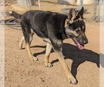 Small #10 Australian Kelpie-German Shepherd Dog Mix