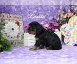 Small Photo #5 Cavalier King Charles Spaniel Puppy For Sale in CHANUTE, KS, USA