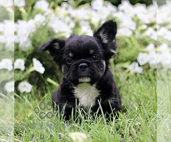 Medium Photo #8 French Bulldog Puppy For Sale in RONKS, PA, USA