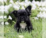 Small #7 French Bulldog