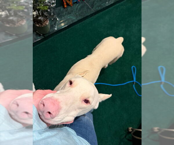 Medium Photo #1 Doberman Pinscher Puppy For Sale in Buffalo, MN, USA