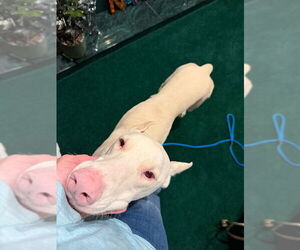 Doberman Pinscher Dogs for adoption in Buffalo, MN, USA