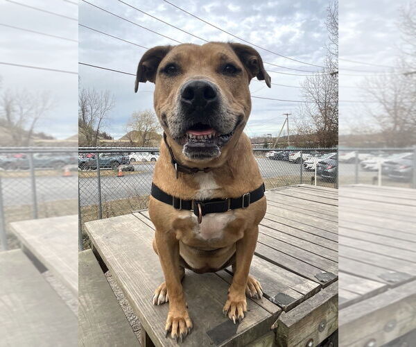 Medium Photo #7 Catahoula Leopard Dog-Unknown Mix Puppy For Sale in Elmsford, NY, USA