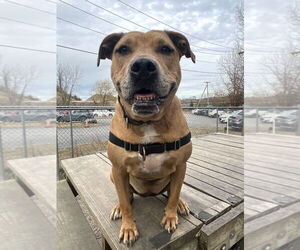 Candy - Female Catahoula Leopard Dog-Unknown Mix Dog for Adoption - Photo #7