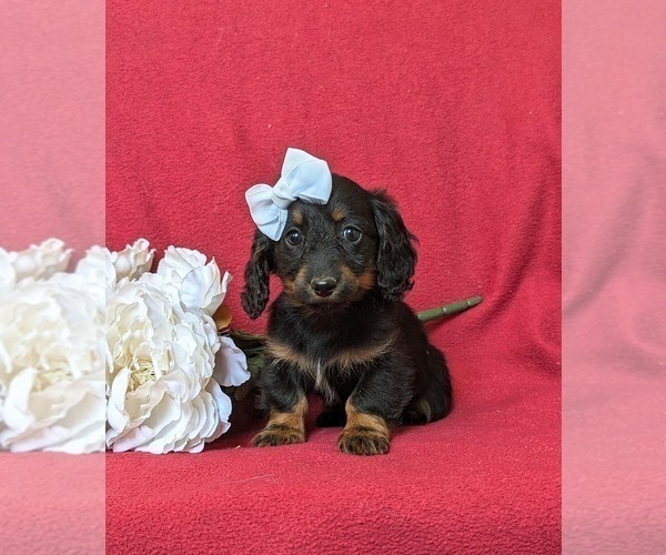 Medium Photo #2 Dachshund Puppy For Sale in LEOLA, PA, USA