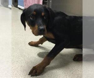 Rottweiler Dogs for adoption in Riverside, CA, USA
