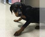 Small Rottweiler
