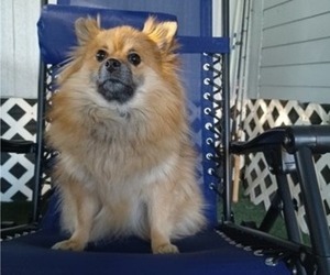 Pomeranian Puppy for sale in LARGO, FL, USA
