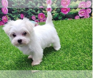 Medium Maltese