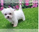 Puppy 2 Maltese