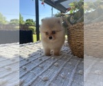 Small #3 Pomeranian