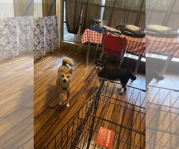 Medium Photo #1 Shiba Inu Puppy For Sale in PALATKA, FL, USA