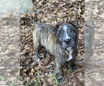 Small #2 Labrador Retriever Mix