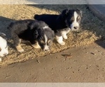 Small Photo #12 Australian Shepherd Puppy For Sale in LUBBOCK, TX, USA