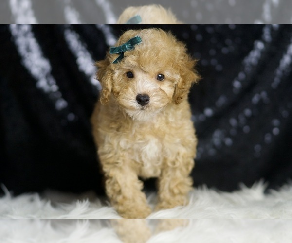 Medium Photo #4 Poodle (Toy) Puppy For Sale in WARSAW, IN, USA