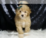 Small #3 Poodle (Toy)
