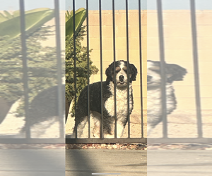 Father of the Golden Mountain Doodle  puppies born on 06/15/2025