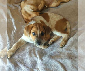 Medium Beagle Mix