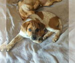 Small Beagle Mix