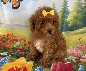Poodle (Toy) Puppy for sale in CENTER HILL, FL, USA