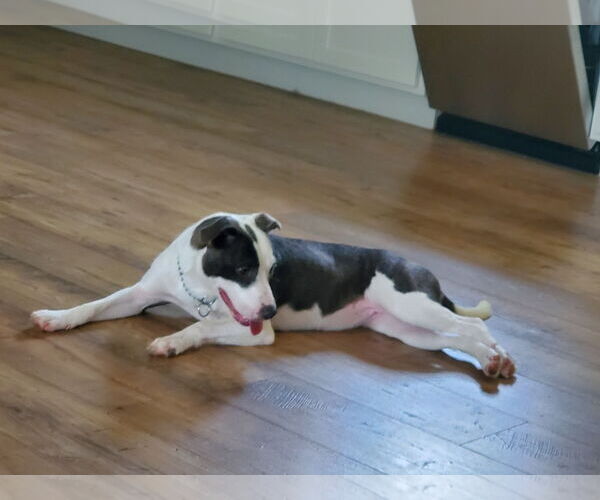 Medium Photo #1 Mutt Puppy For Sale in Sparta, TN, USA
