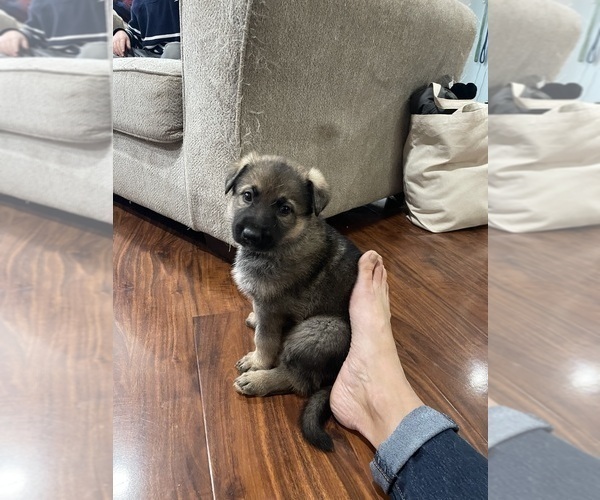 Medium Photo #8 German Shepherd Dog Puppy For Sale in MADISON HEIGHTS, VA, USA