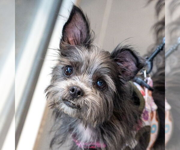 Medium Photo #7 Mutt Puppy For Sale in Mundelein, IL, USA