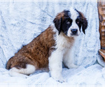 Small #2 Saint Bernard