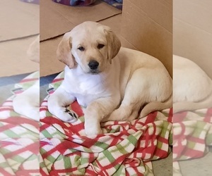 Labrador Retriever-Mutt Mix Puppy for sale in MORAN, MN, USA