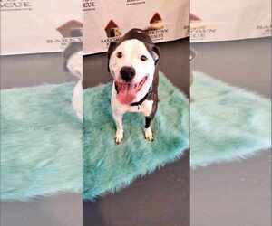 American Staffordshire Terrier-Unknown Mix Dogs for adoption in Bardstown, KY, USA