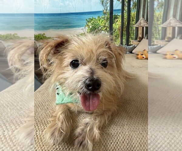 Medium Photo #1 Mutt Puppy For Sale in San Leon, TX, USA