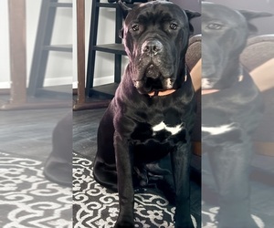 Father of the Cane Corso puppies born on 11/11/2025