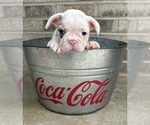Small #1 French Bulldog