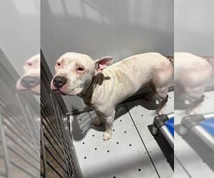 American Staffordshire Terrier Dogs for adoption in San Antonio, TX, USA