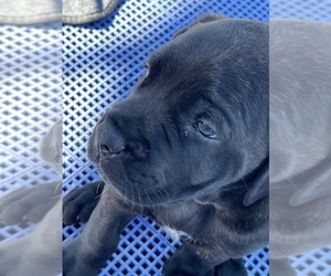 American Mastiff Puppy for sale in ALEXANDRIA, VA, USA