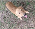 Small Photo #3 Golden Retriever Puppy For Sale in ISLETON, CA, USA