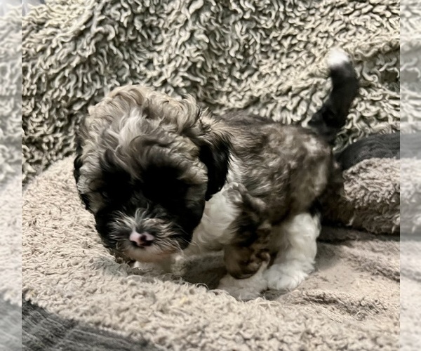 Medium Photo #17 Zuchon Puppy For Sale in RENO, NV, USA