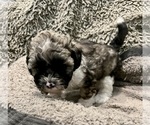 Small Photo #17 Zuchon Puppy For Sale in RENO, NV, USA