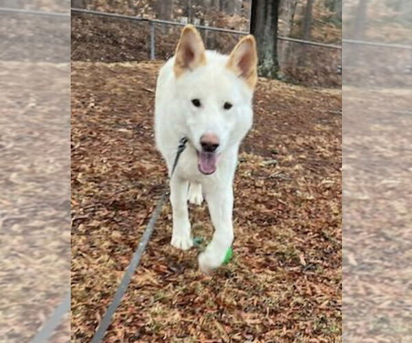Medium Photo #1 Gerberian Shepsky Puppy For Sale in Winston Salem, NC, USA