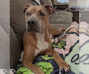American Pit Bull Terrier-American Staffordshire Terrier Mix Dogs for adoption in Chester, VA, USA