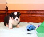 Small #2 Pembroke Welsh Corgi