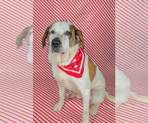 Saint Bernard-Unknown Mix Dogs for adoption in Frenchburg, KY, USA